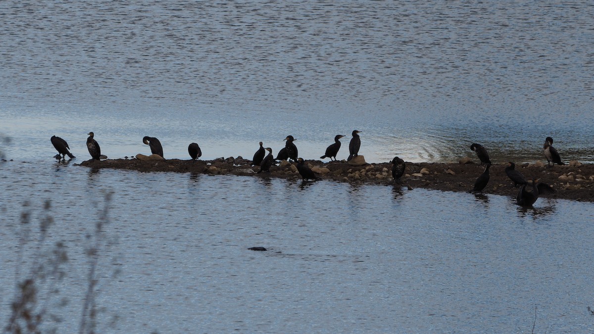 Большой баклан - ML645108272