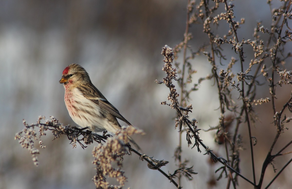 Чечётка - ML645108274