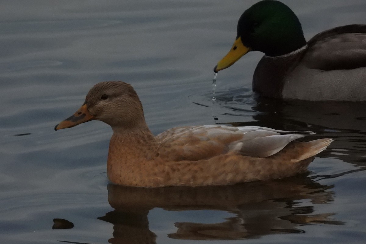 Кряква - ML645108275