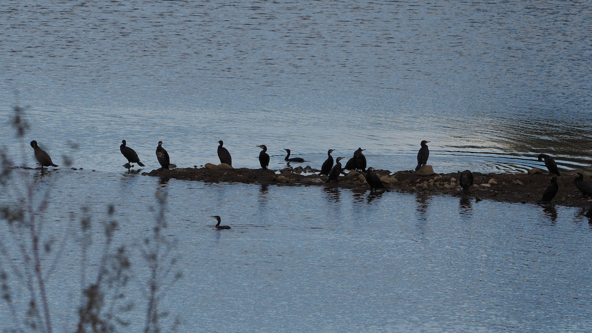 Большой баклан - ML645108276