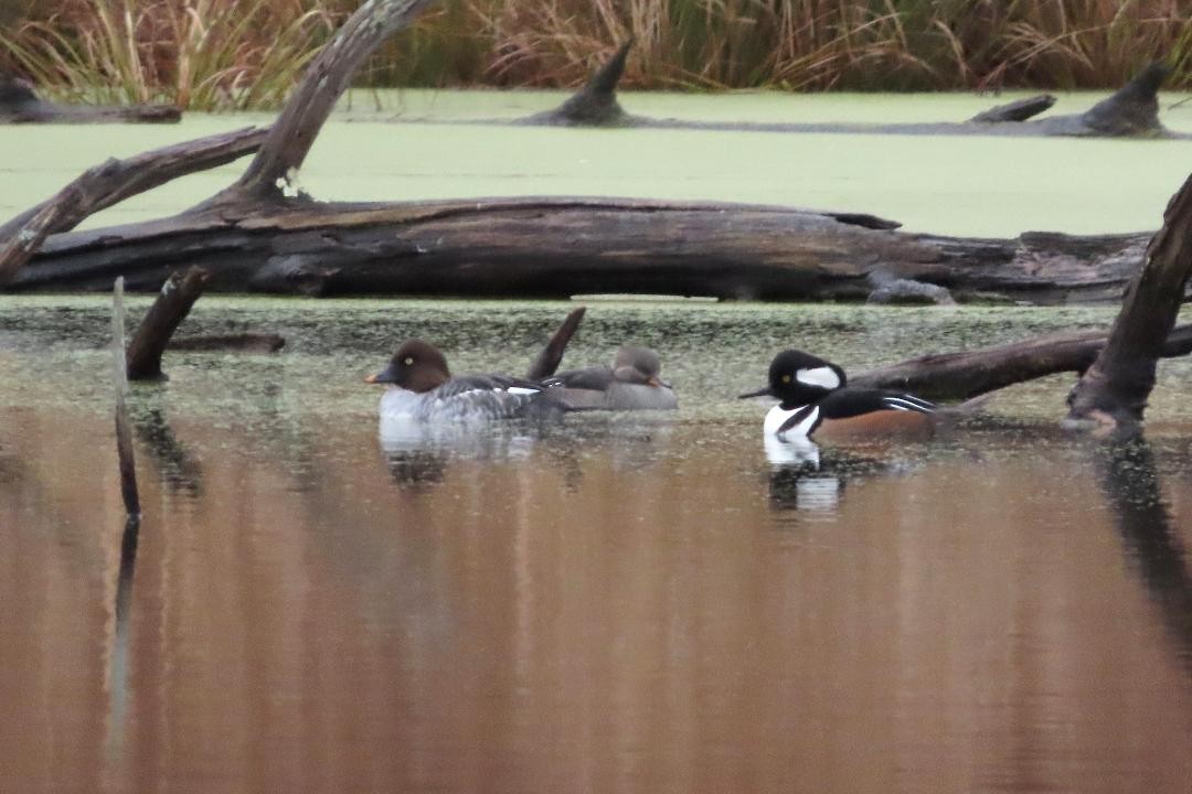 Гоголь - ML645108277