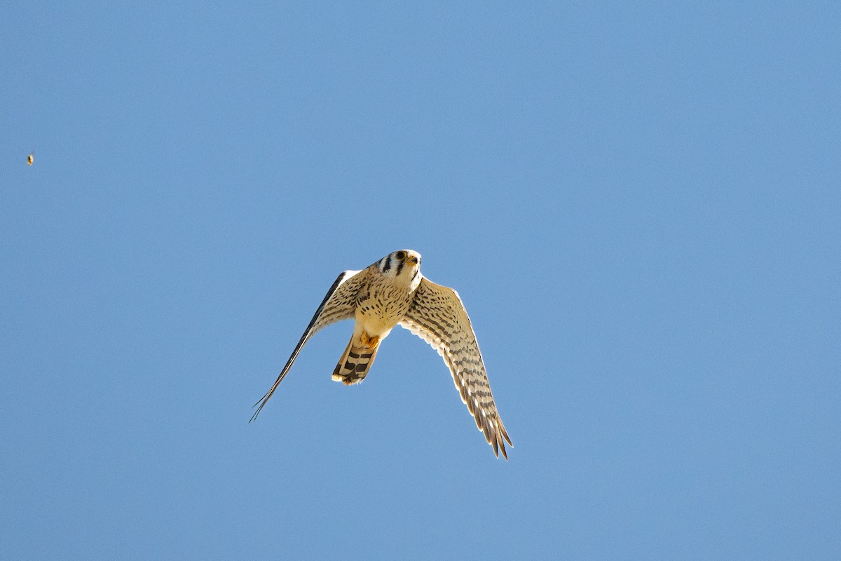 Воробьиная пустельга - ML645108278