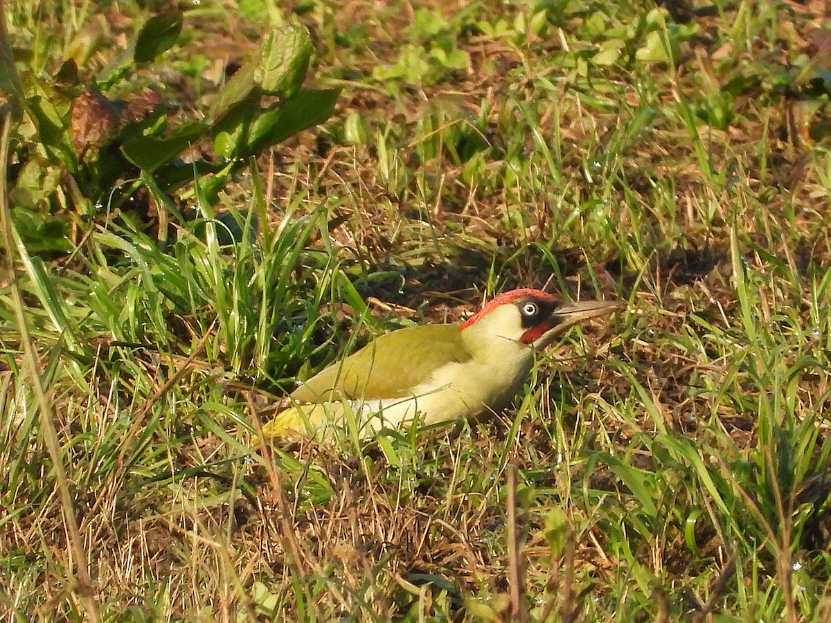 Зелёный дятел - ML645108279