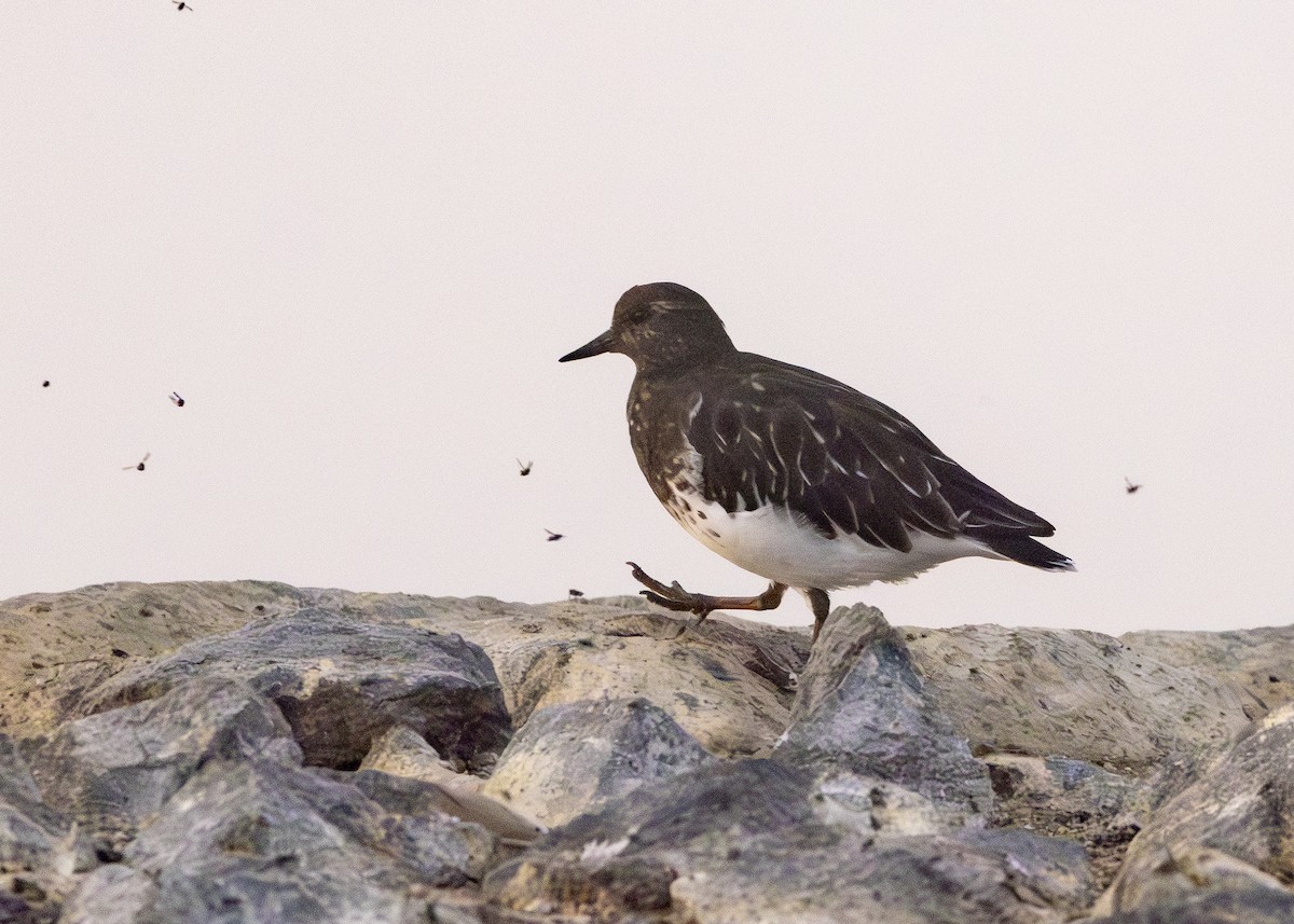 Чёрная камнешарка - ML645108282