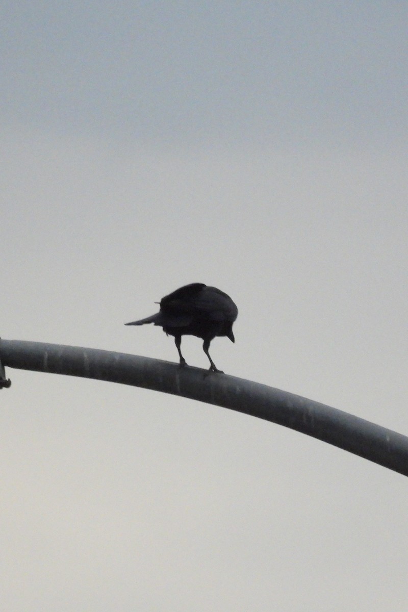 Американская ворона - ML645108283