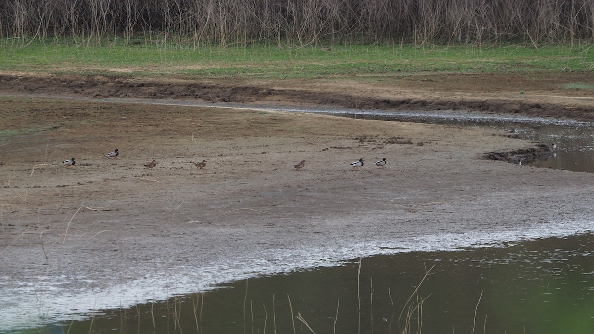 Кряква - ML645108284