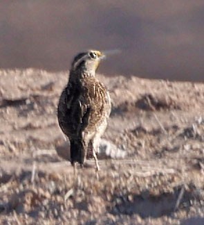 Западный луговой трупиал - ML645108291