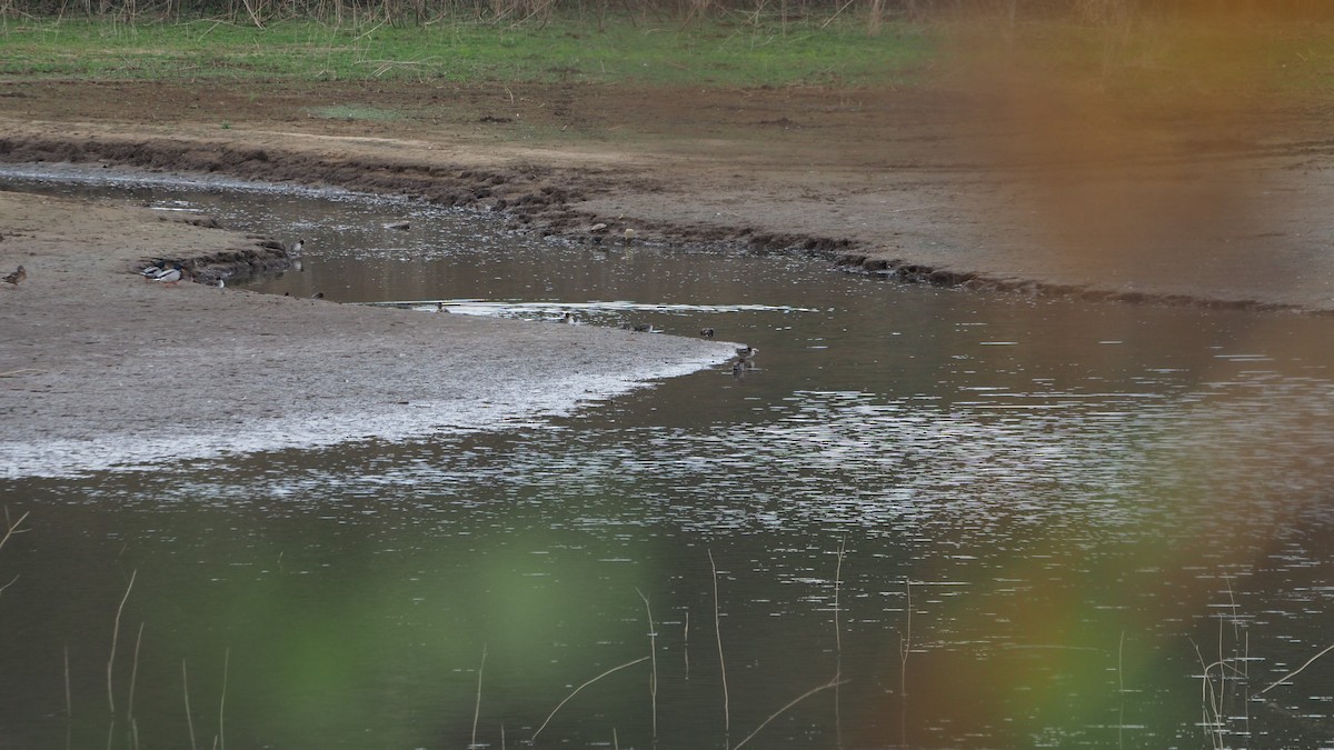 Чирок-свистунок - ML645108292