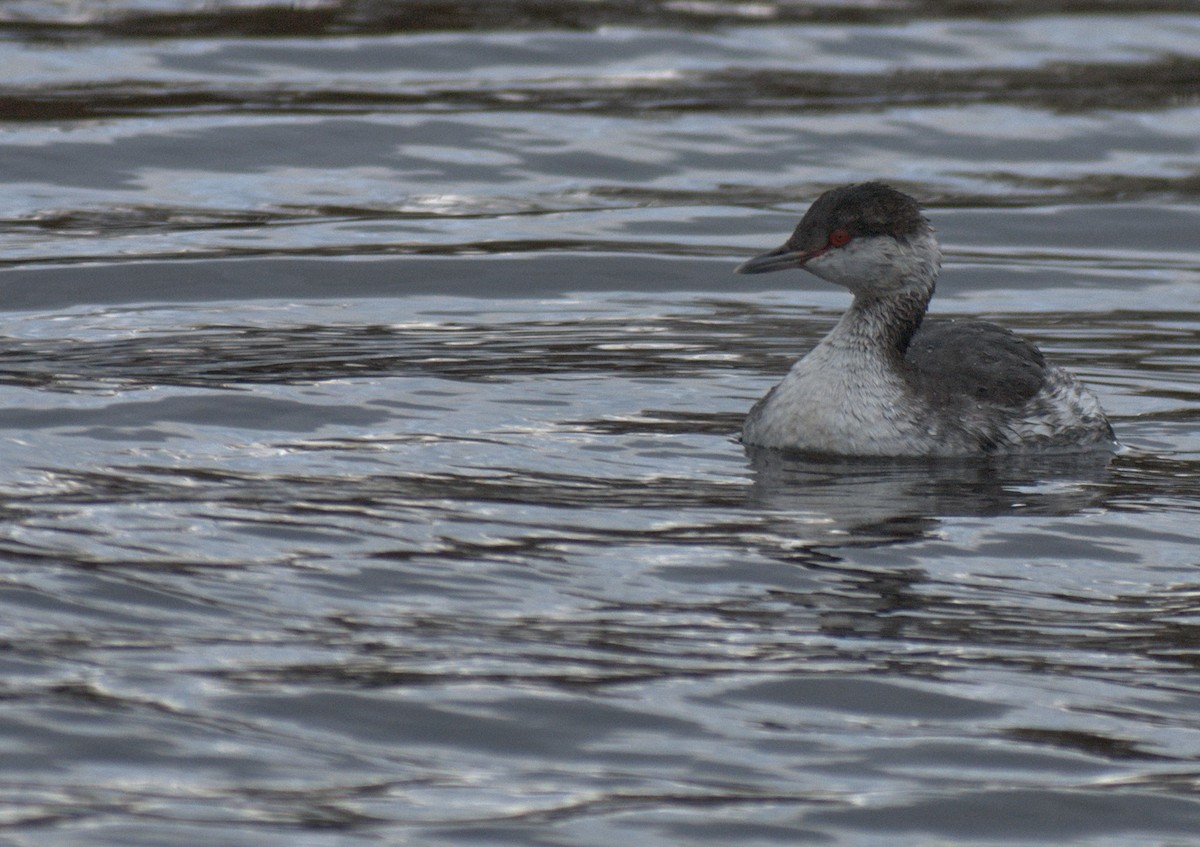 Вяхирь - ML645108293