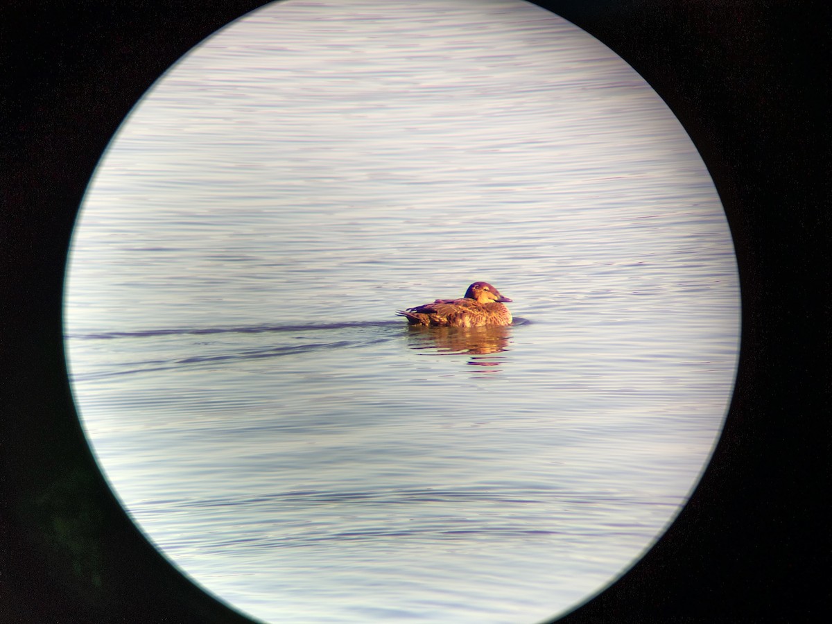 kajka královská - ML645108294