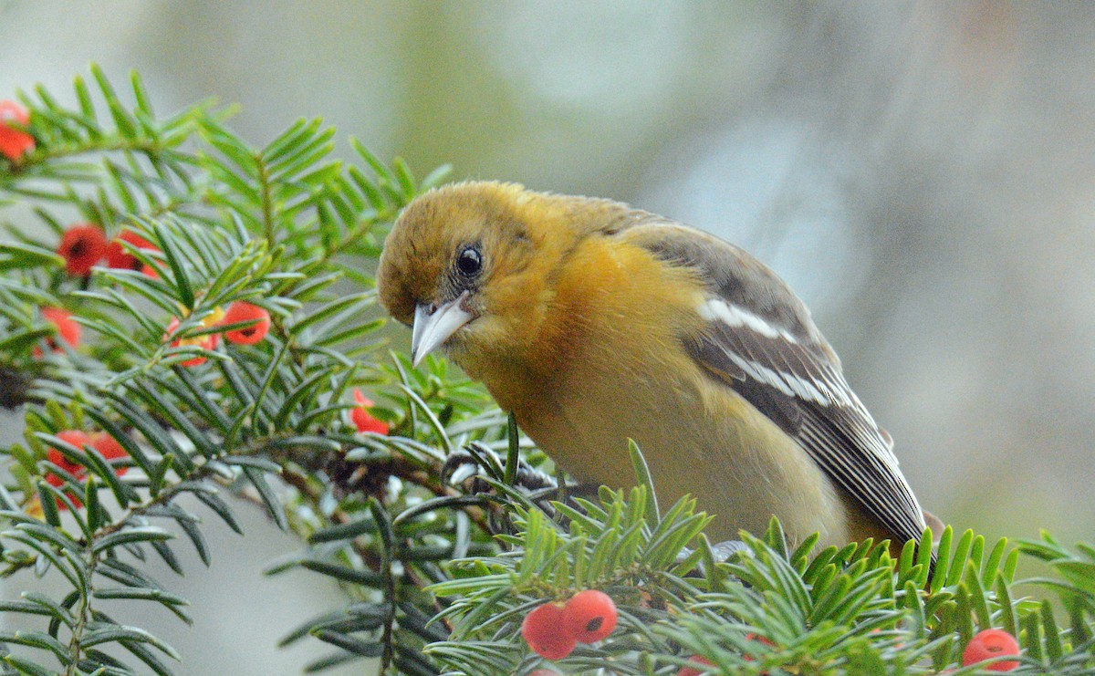 Балтиморский трупиал - ML645108298