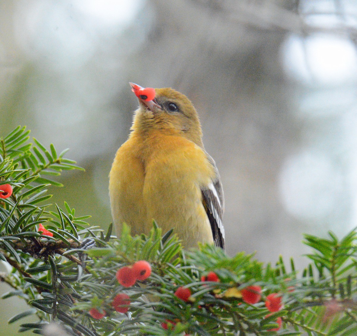 Балтиморский трупиал - ML645108299