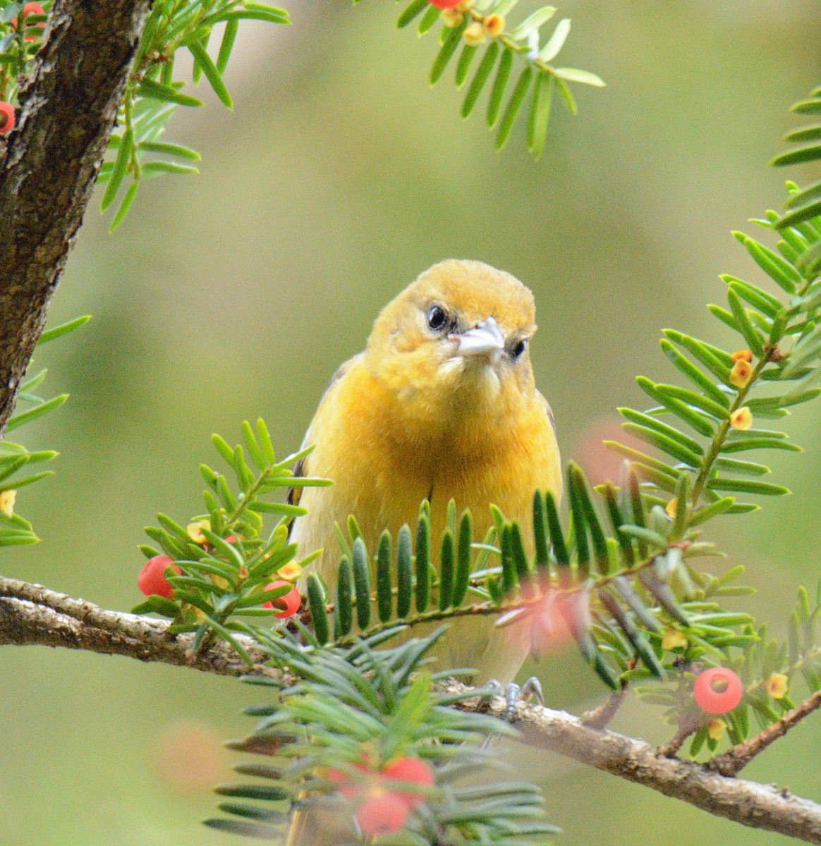 Балтиморский трупиал - ML645108300