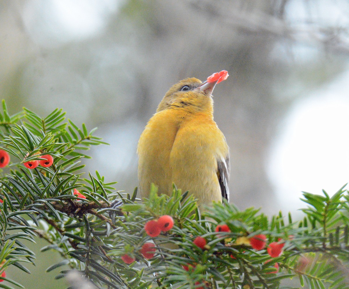 Балтиморский трупиал - ML645108301
