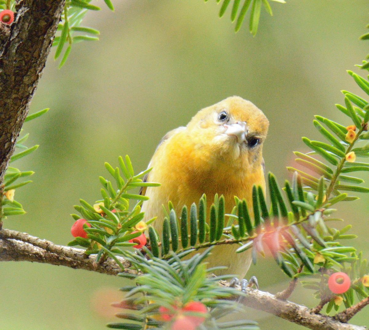 Балтиморский трупиал - ML645108302