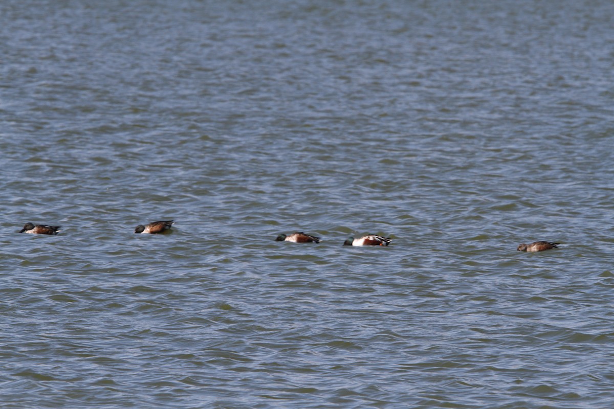 Northern Shoveler - ML645108303