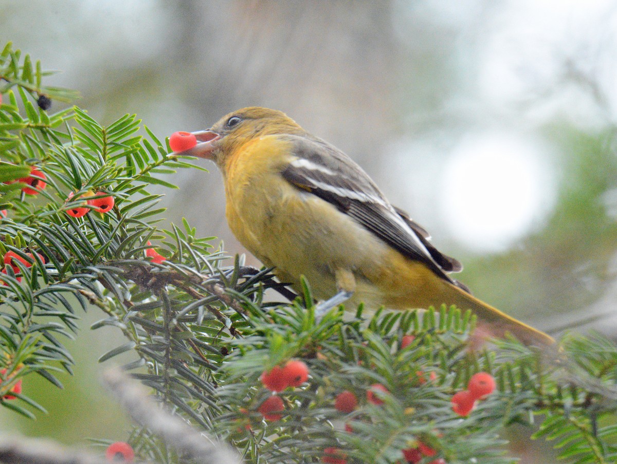 Балтиморский трупиал - ML645108304