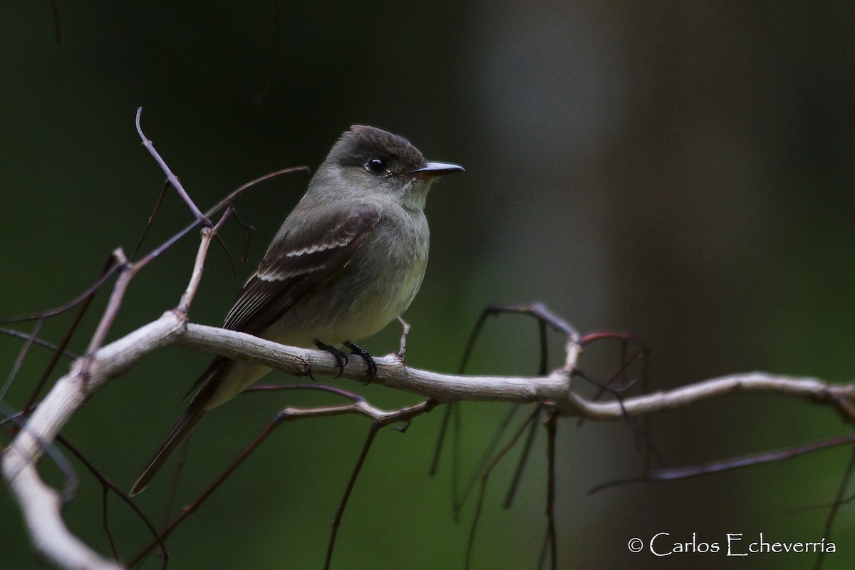 Eastern Wood-Pewee - Carlos Echeverría