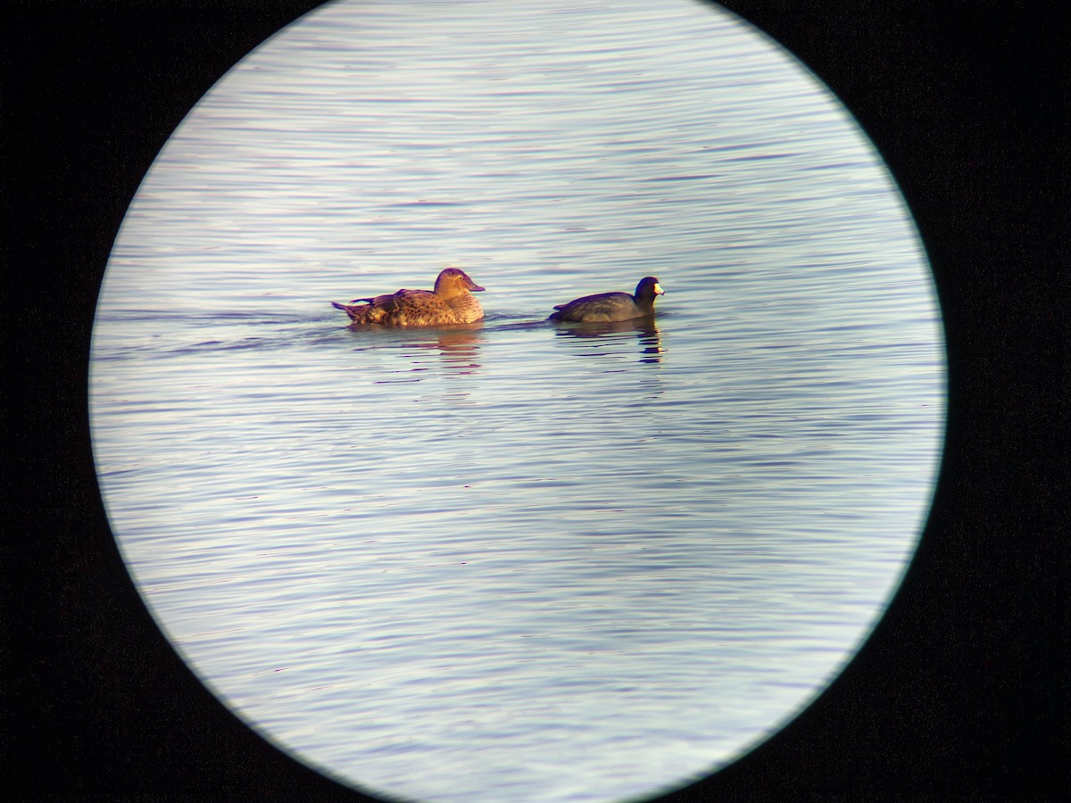 kajka královská - ML645108326