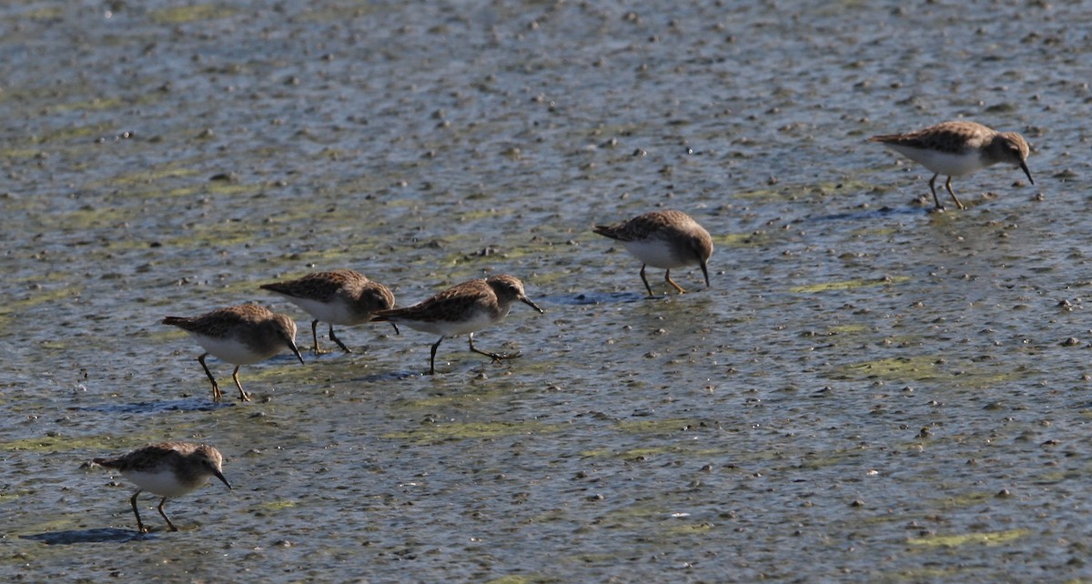 Least Sandpiper - ML645108337