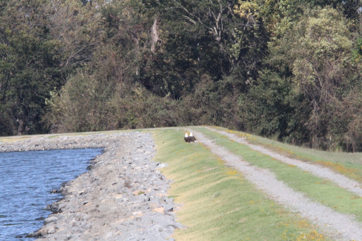 Bald Eagle - ML645108351