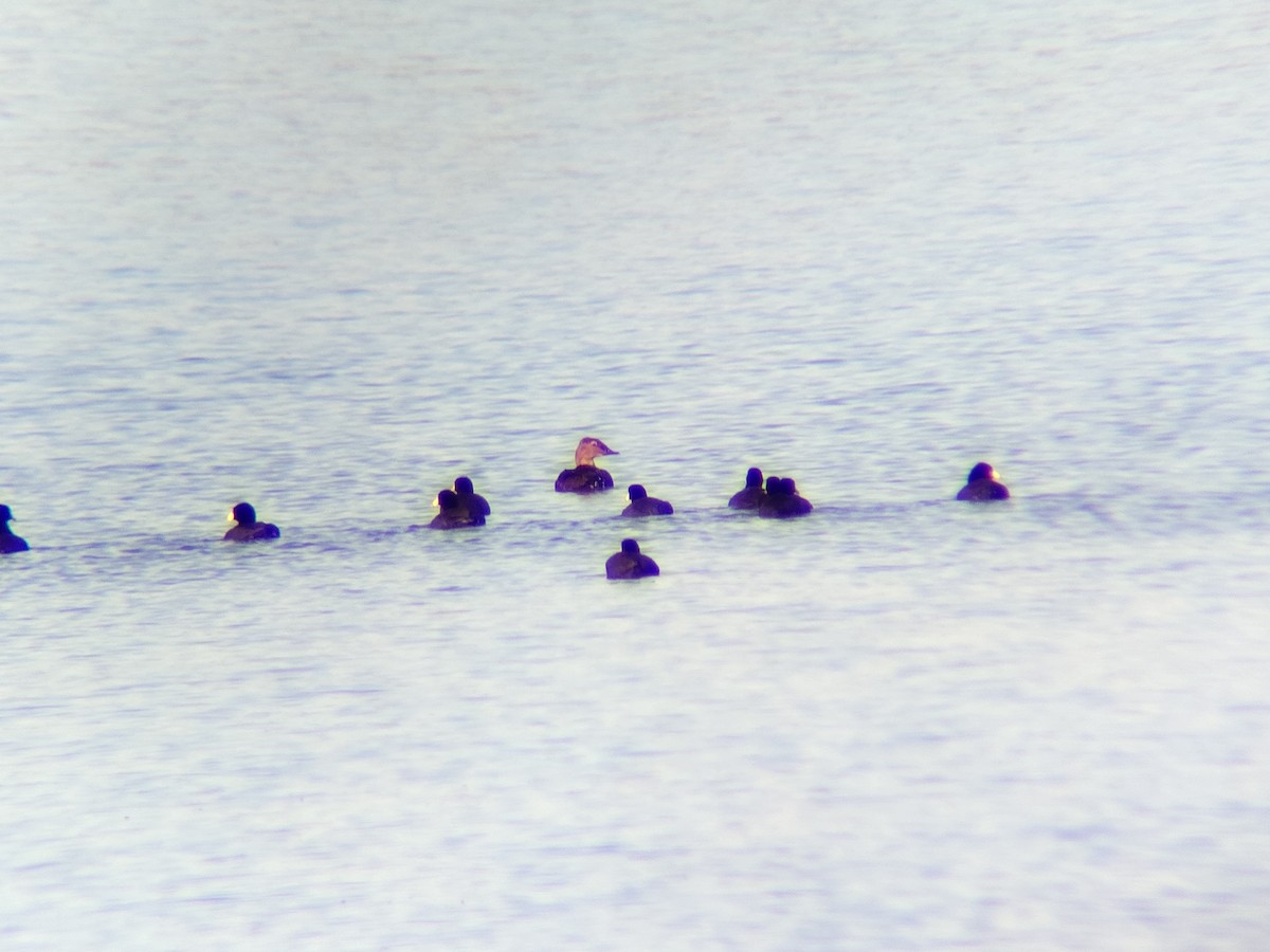 kajka královská - ML645108354