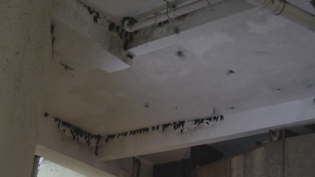 salangana světlebřichá - ML645108371