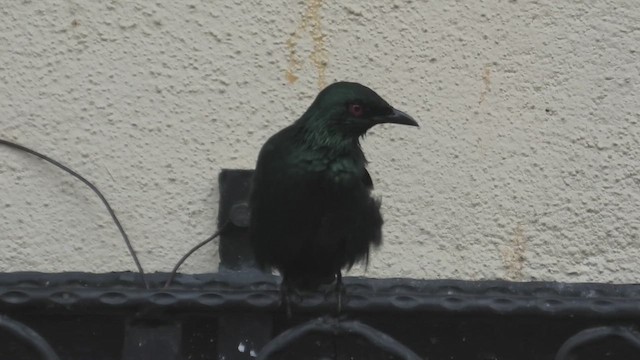 špaček rudooký - ML645108374