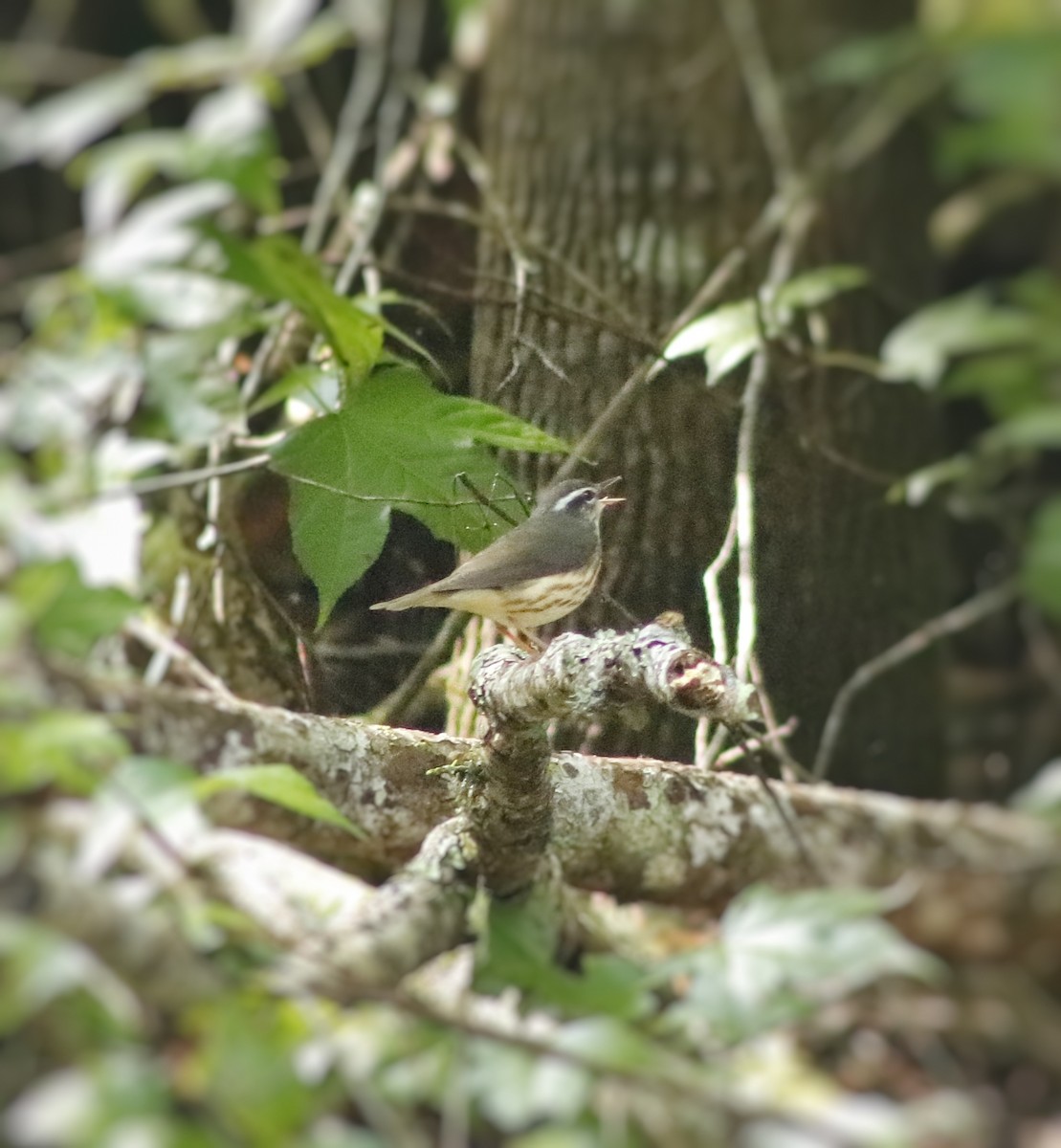 Louisiana Waterthrush - ML645108386