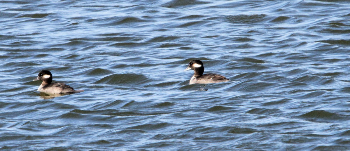 Bufflehead - ML645108387