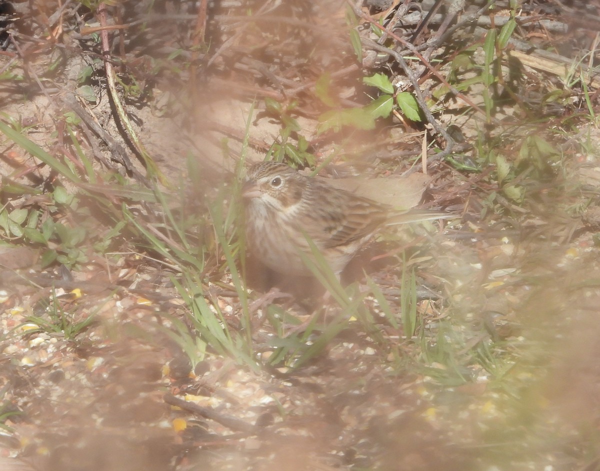 Vesper Sparrow - ML645108388
