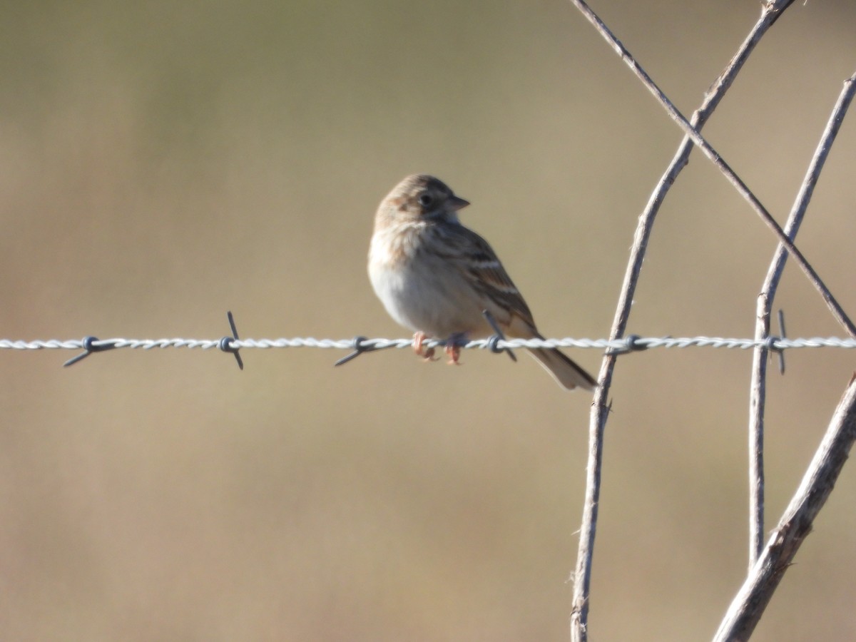 Vesper Sparrow - ML645108389