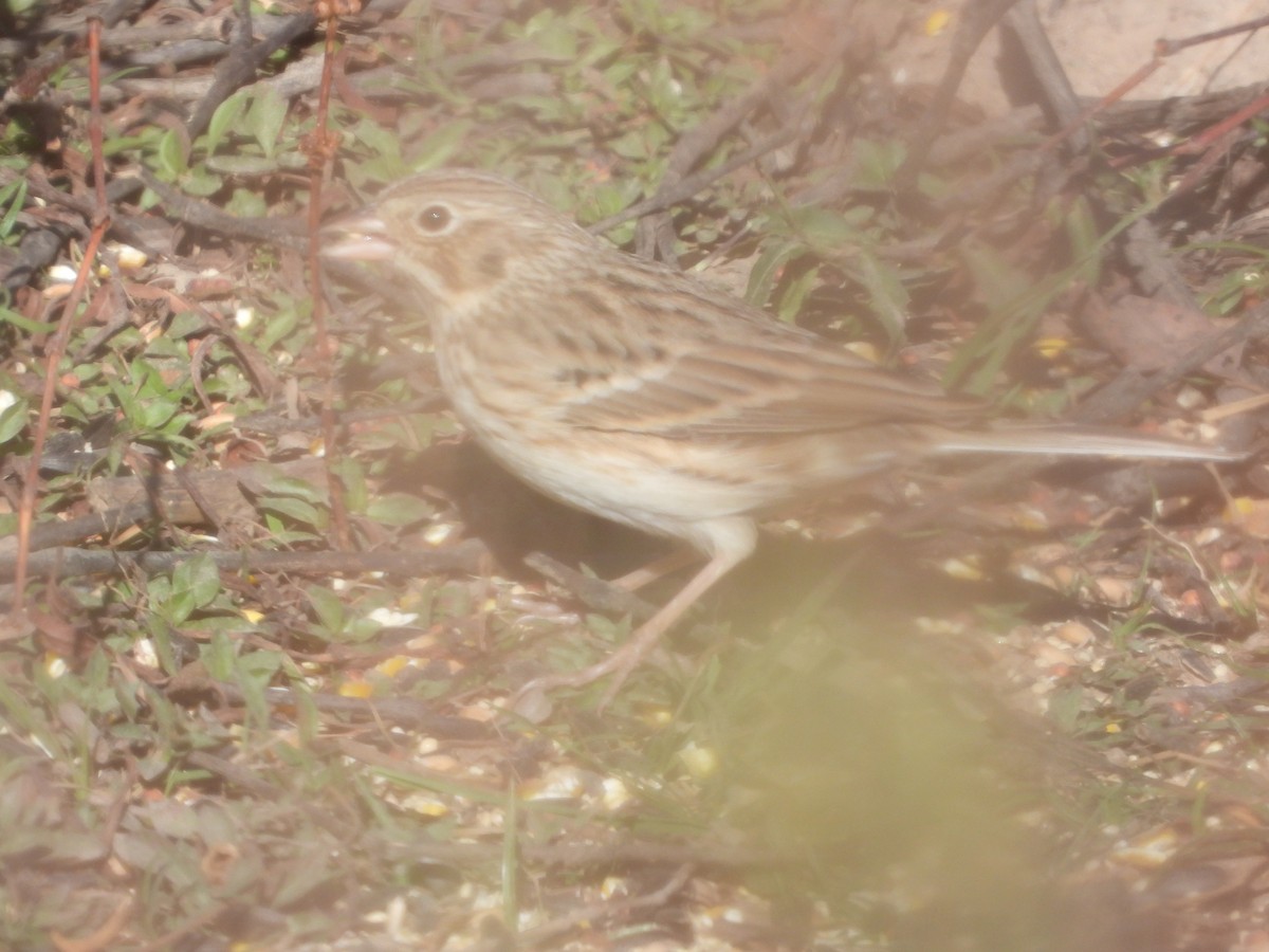 Vesper Sparrow - ML645108390