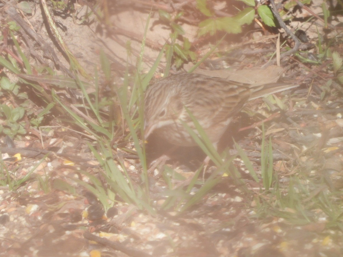 Vesper Sparrow - ML645108391