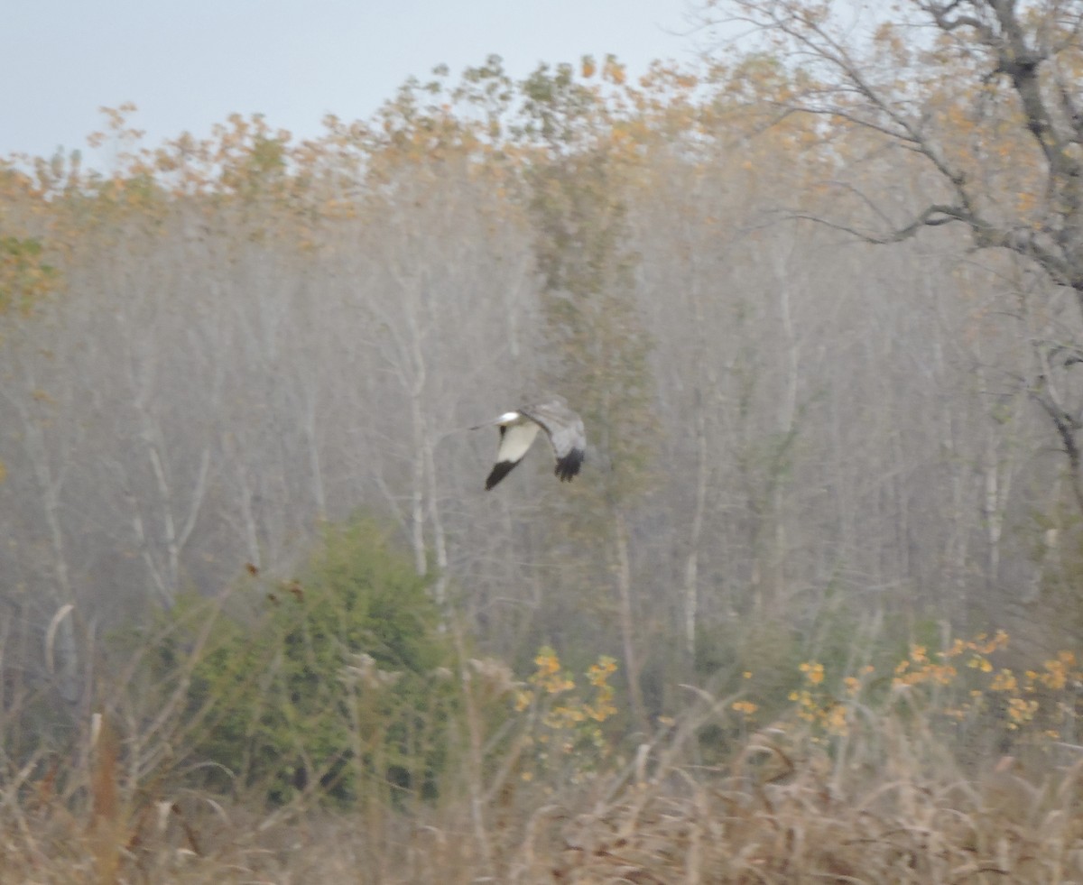 moták severoamerický - ML645108392