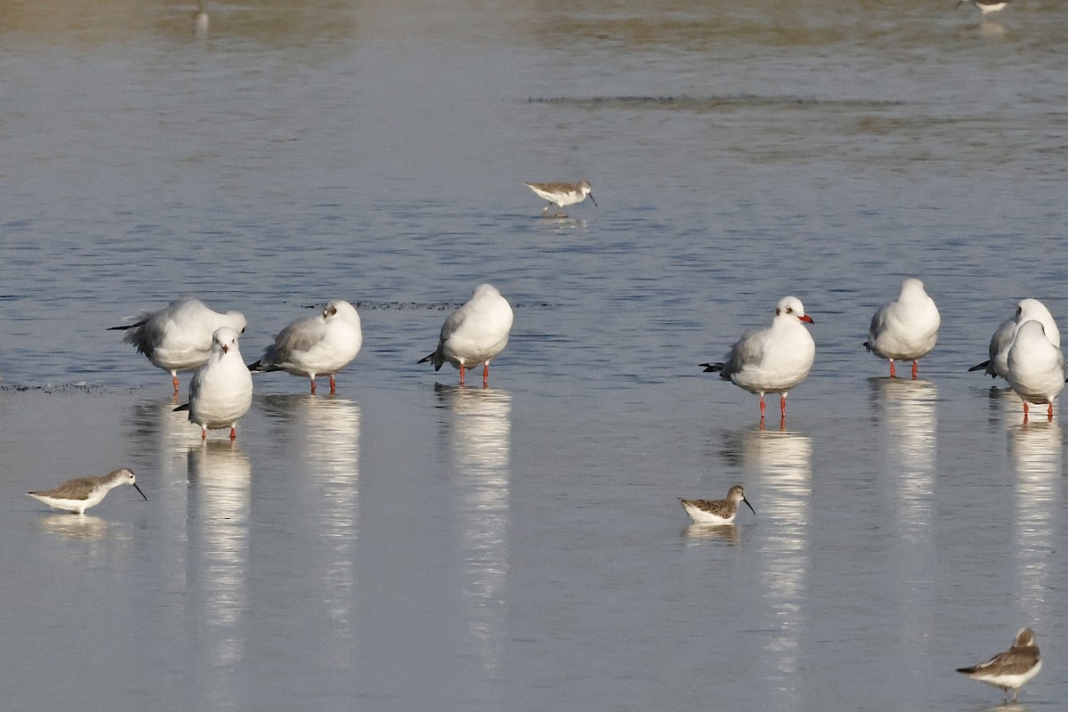 Hint Martısı - ML645108405