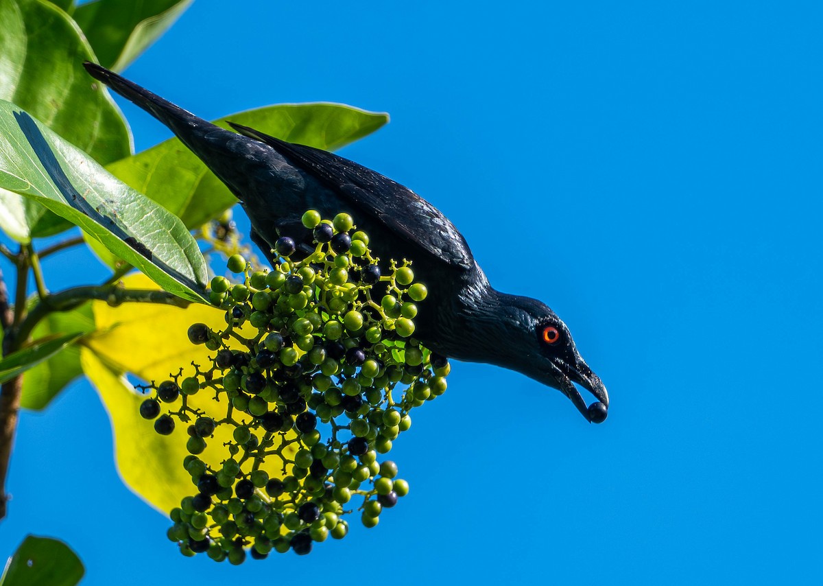 Stourne chanteur - ML645108407