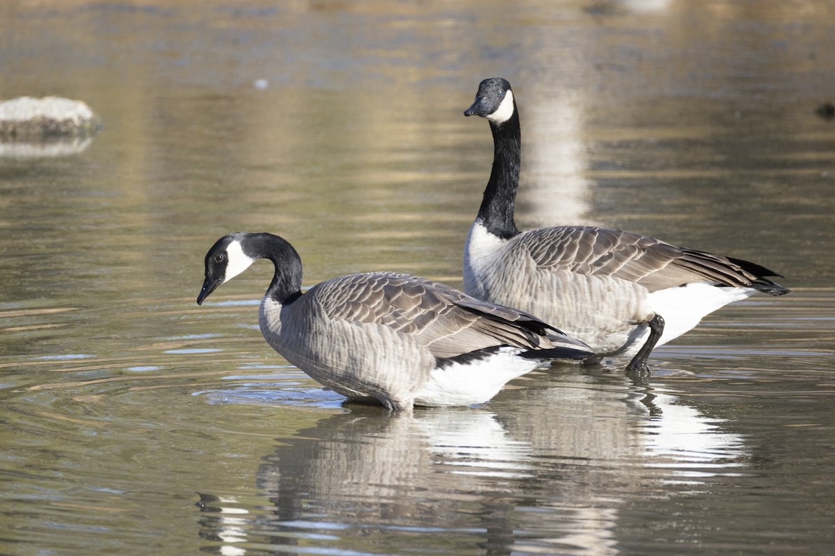 Bernache du Canada - ML645108409