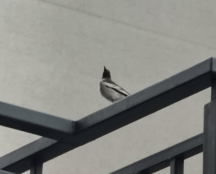 Bergeronnette indienne - ML645108430