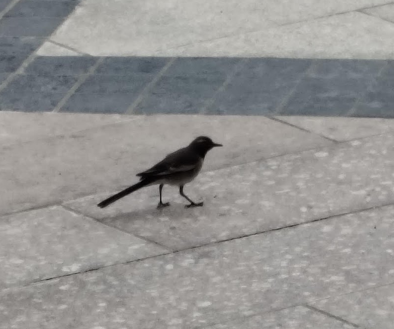 Bergeronnette indienne - ML645108431