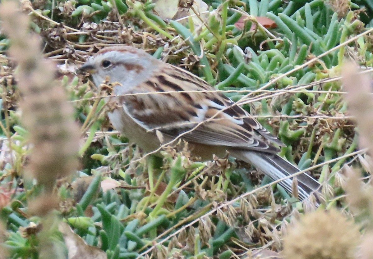 American Tree Sparrow - ML645108434
