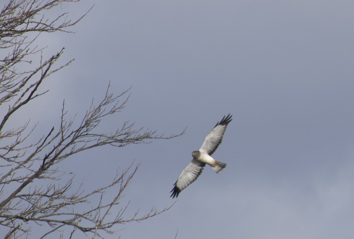 moták severoamerický - ML645108447