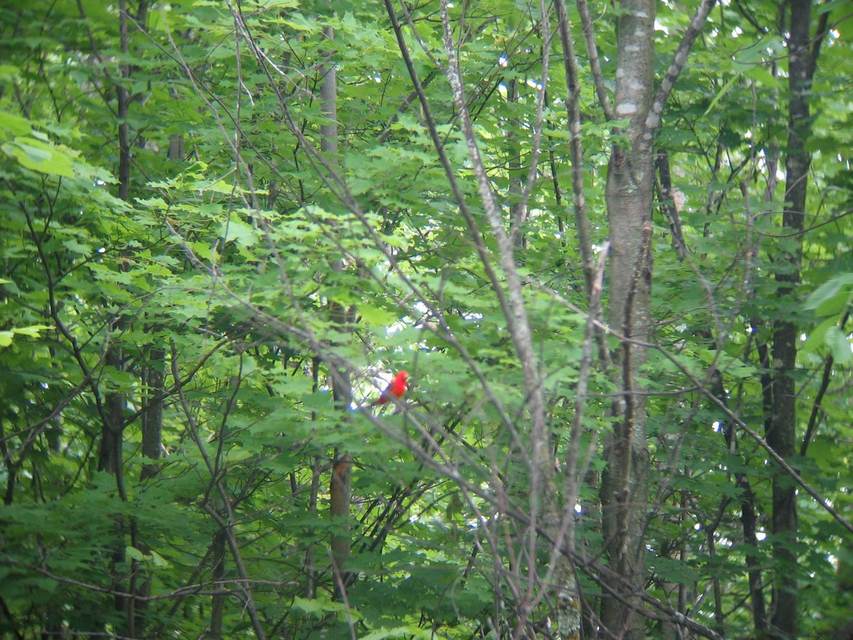 Scarlet Tanager - ML645108450
