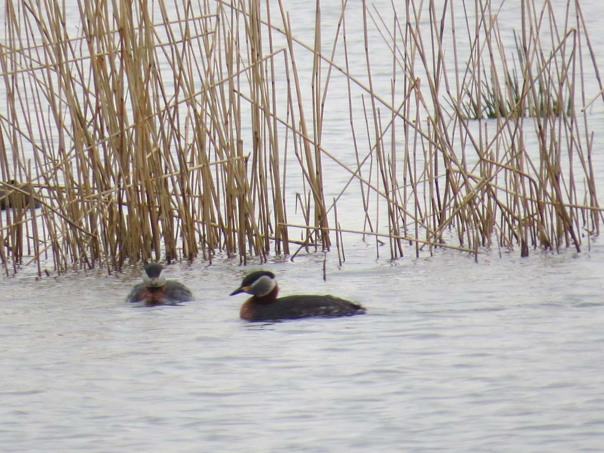 Red-necked Grebe - ML645108451