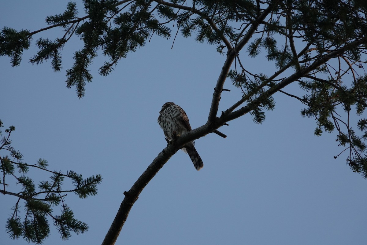 Cooper's Hawk - ML645108453