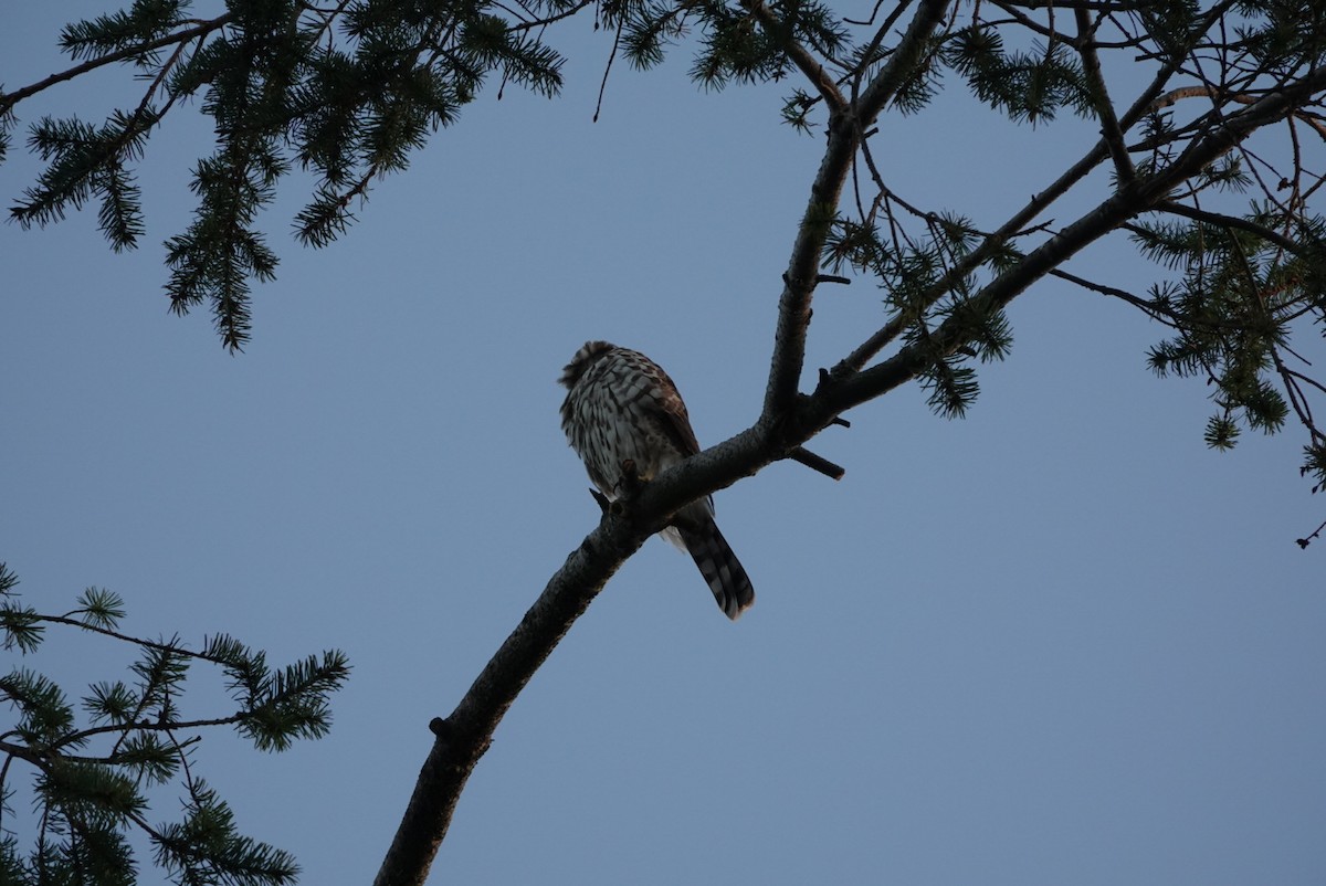 Cooper's Hawk - ML645108454