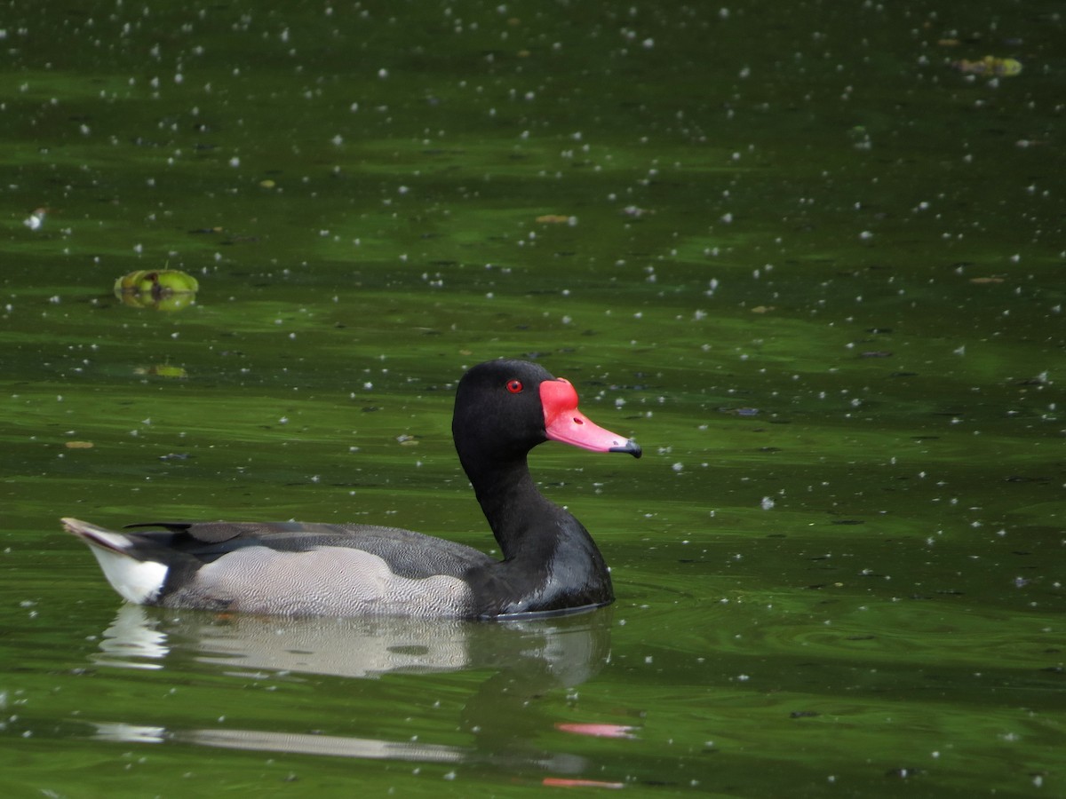 Rosy-billed Pochard - ML645108459