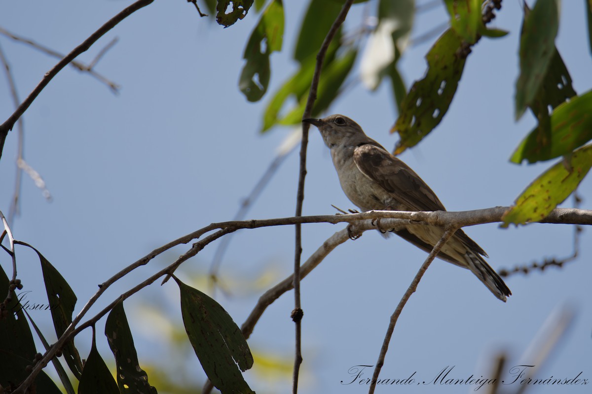 Sahul Brush Cuckoo - ML645108460