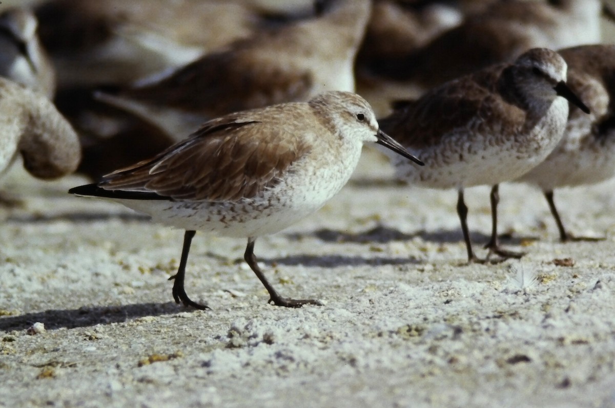 Red Knot - ML645108472