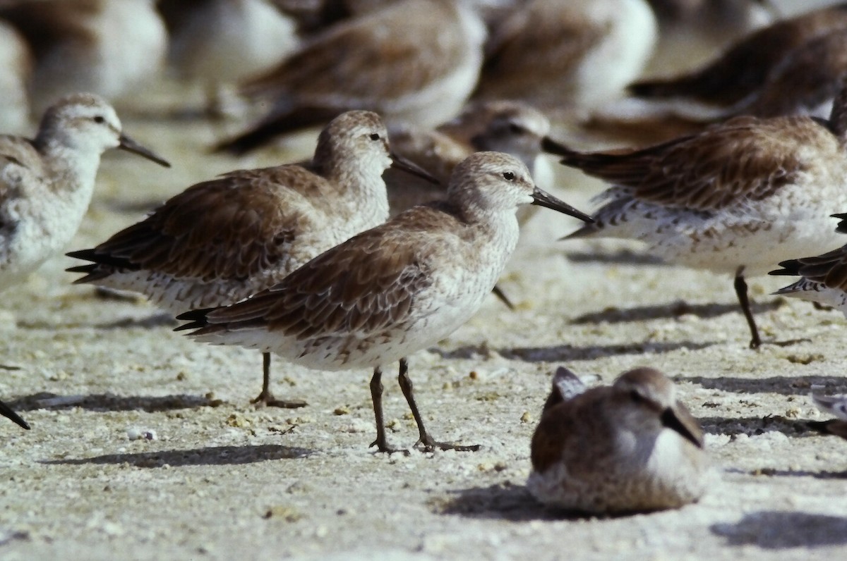 Red Knot - ML645108473